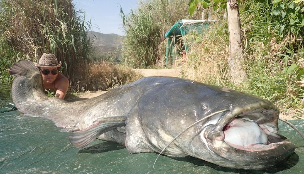 Ebro Spin Fishing June 2016