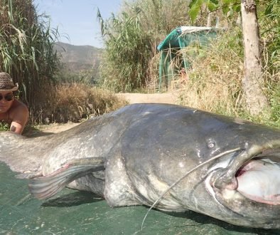 Ebro Spin Fishing June 2016